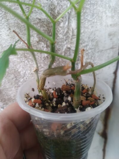Cissus - Зображення 2
