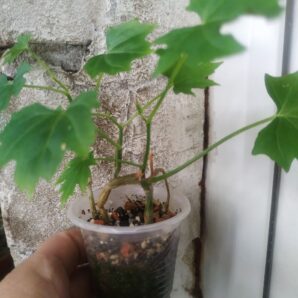 Cissus