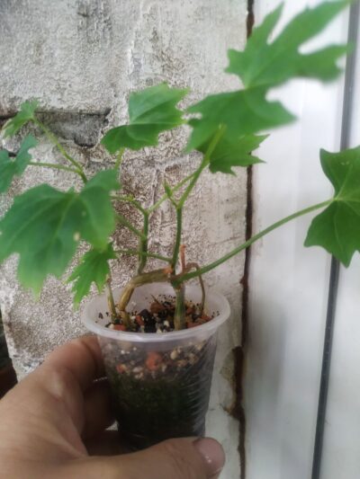 Cissus