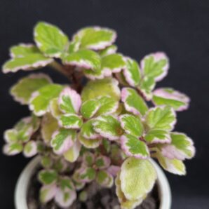 Plectranthus madagascariensis 'Variegated Mintleaf'