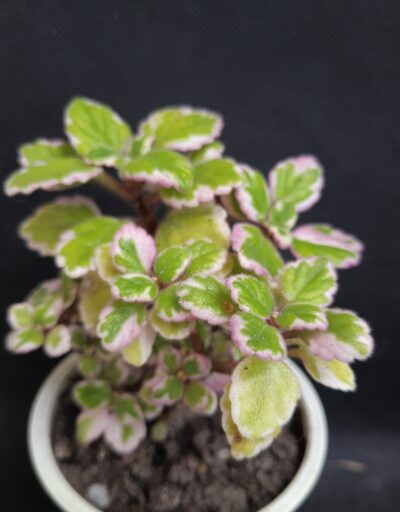 Plectranthus madagascariensis 'Variegated Mintleaf'