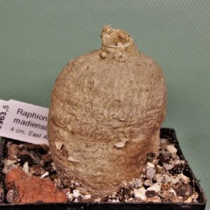 raphionacme-madiensis-east-africa-2