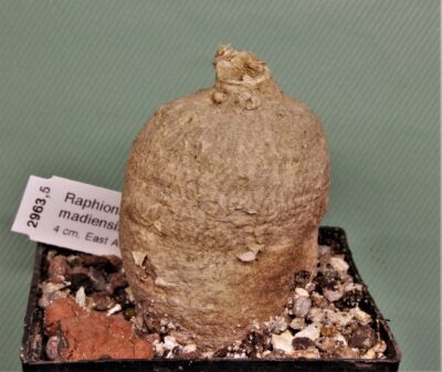 raphionacme-madiensis-east-africa-2