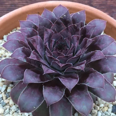 SEMPERVIVUM "ADEL MOED" - Зображення 4