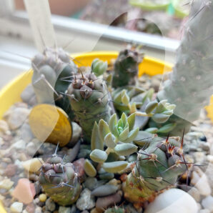 Tephrocactus geometricus f. nature-chocolate violet body SSA 2B Loro Huasi Valley I. CAT Argentina. Сіянці | 86