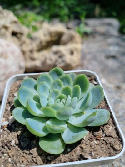 Echeveria Raspberry Ice - Зображення 4
