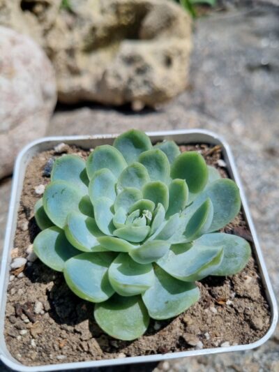 Echeveria Raspberry Ice - Зображення 3