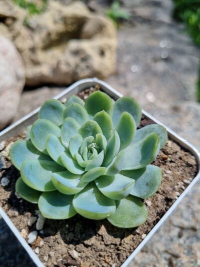 Echeveria Raspberry Ice - Зображення 2