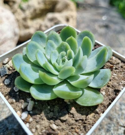 Echeveria Raspberry Ice