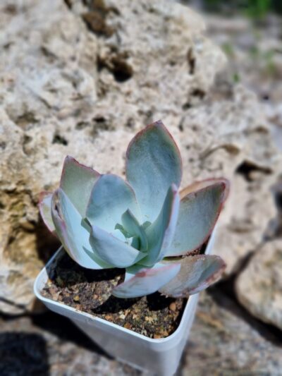 Echeveria Cante