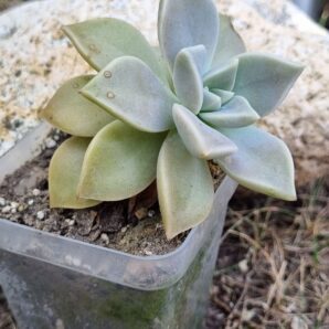 Graptopetalum Paraguayense