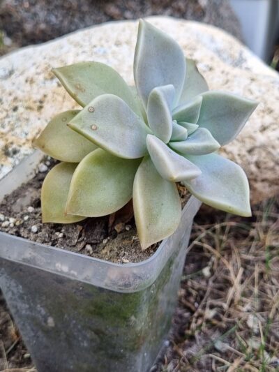 Graptopetalum Paraguayense