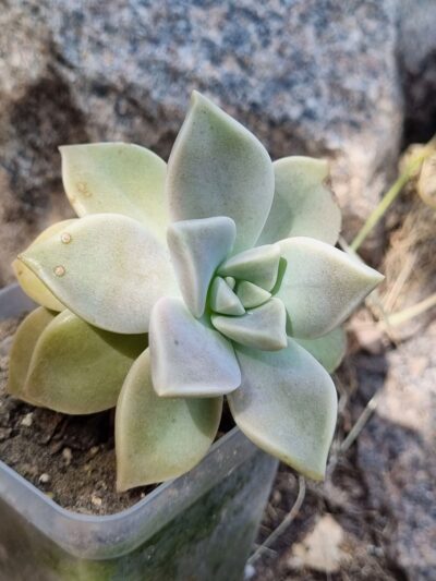 Graptopetalum Paraguayense - Зображення 2