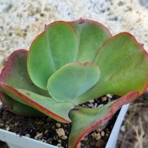 Echeveria Itena (Корея)