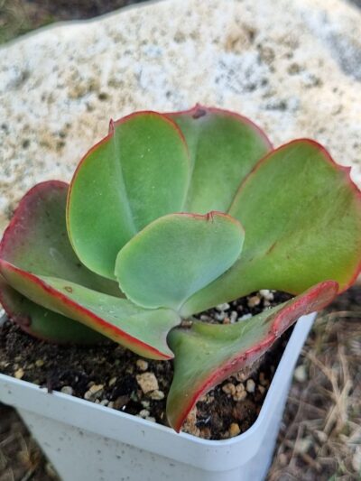 Echeveria Itena (Корея)