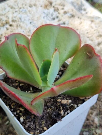 Echeveria Itena (Корея) - Зображення 4