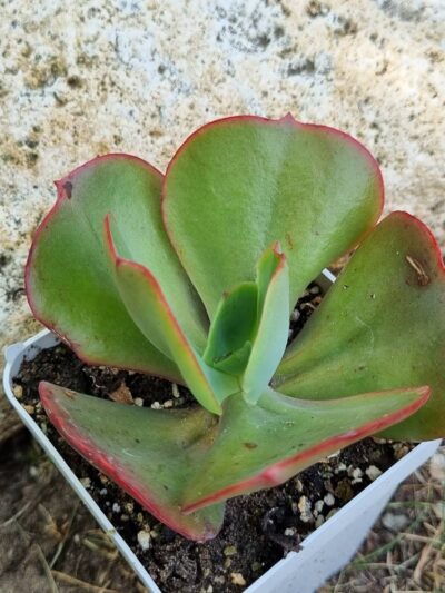 Echeveria Itena (Корея) - Зображення 3