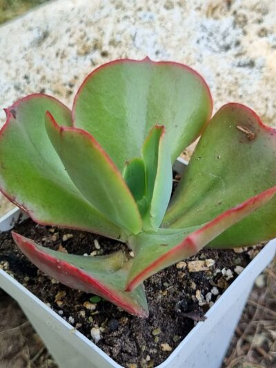 Echeveria Itena (Корея) - Зображення 2