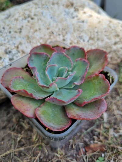 Echeveria SP - Зображення 2