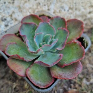 Echeveria SP
