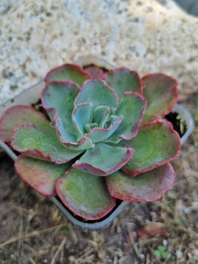 Echeveria SP
