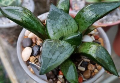 Haworthia "COMPTONIANA VVG3" X "COMPTONIANA VVG7" - Зображення 2