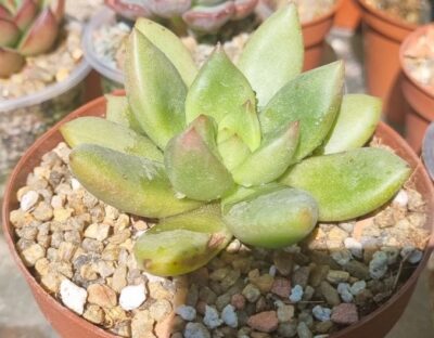 Echeveria "AVOCADO GREEN" - Зображення 2