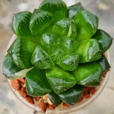 HAWORTHIA "COOPERI" VAR. - Зображення 2