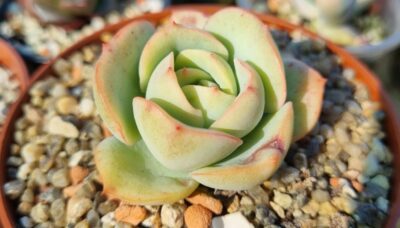 Echeveria "Lemon and Lime" - Зображення 2