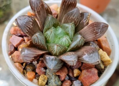 HAWORTHIA "MIRROR BALL" X "PURPLE DODSON" "