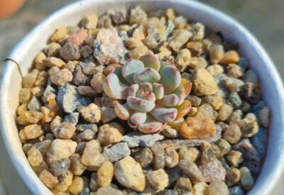 ECHEVERIA "MINIMA" - Зображення 3