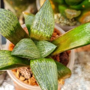 Haworthia "COMPTONIANA " hibr. | 55