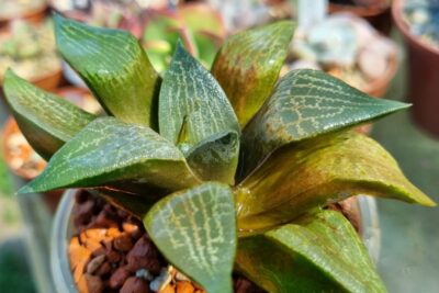 Haworthia "COMPTONIANA VVG2" - Зображення 2
