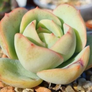 Echeveria "Lemon and Lime"