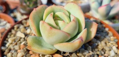 Echeveria "Lemon and Lime"