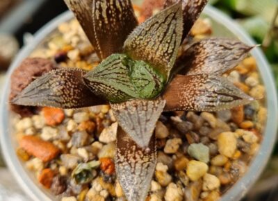 Haworthia "Splendens x 'Kegazato' x 'Yulia'" - Зображення 2