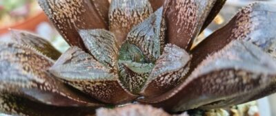 Haworthia "Splendens x 'Kegazato' x 'Yulia'" - Зображення 3