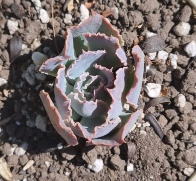 Echeveria "NEON BREAKERS" - Зображення 2