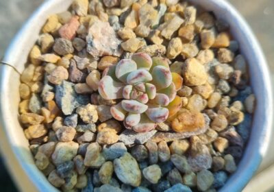 ECHEVERIA "MINIMA" - Зображення 2