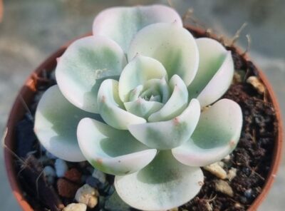Echeveria "COMPTON CAROUSEL"