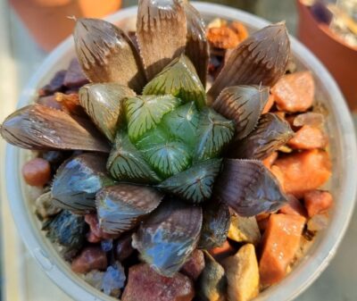 HAWORTHIA "MIRROR BALL" X "PURPLE DODSON" " - Зображення 3