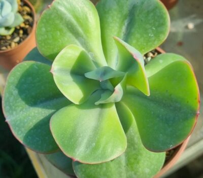 Echeveria "ENFANT" variegata - Зображення 2