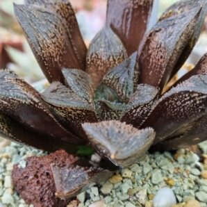 Haworthia "Splendens x 'Kegazato' x 'Yulia'"