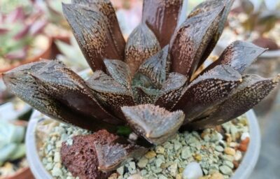 Haworthia "Splendens x 'Kegazato' x 'Yulia'"