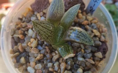 Haworthia ‘EMELIAE’ - Зображення 3