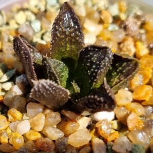 HAWORTHIA "GODZILLA"