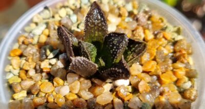 HAWORTHIA "GODZILLA"