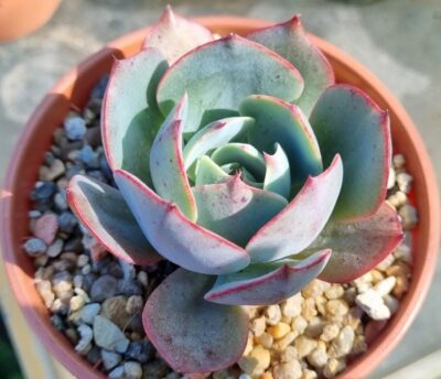 ECHEVERIA "AMISTAR" - Зображення 3