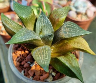 Haworthia "COMPTONIANA VVG2" - Зображення 4