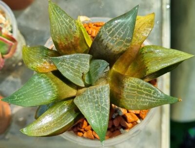 Haworthia "COMPTONIANA VVG2" - Зображення 3
